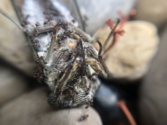 Neotibicen pruinosus