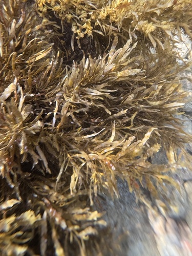 Sargassum aquifolium observed 2025-03-28