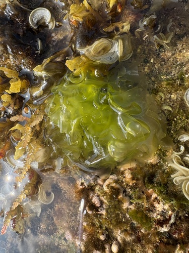 Ulva lactuca observed 2025-03-28