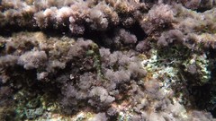 Microlipophrys canevae