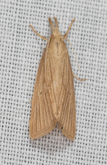 Diatraea evanescens