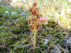 Monotropa hypopitys hypopitys