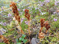 Monotropa hypopitys hypopitys