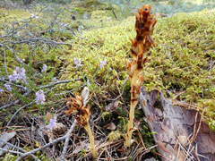 Monotropa hypopitys hypopitys
