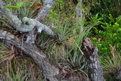 Tillandsia fasciculata