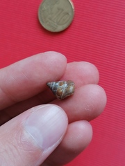 Calliostoma laugieri