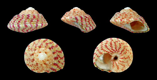 Steromphala rarilineata