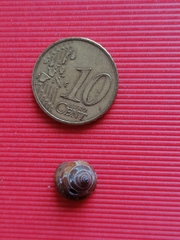 Calliostoma laugieri