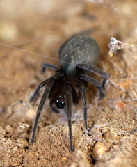Phyxelididae