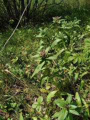 Gentiana cruciata