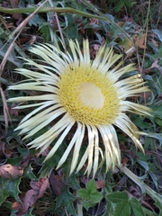 Carlina acanthifolia