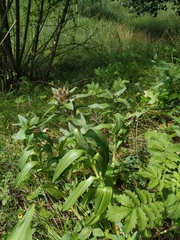 Gentiana cruciata