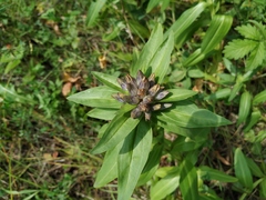 Gentiana cruciata