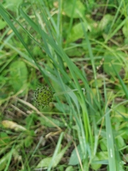 Knautia arvensis