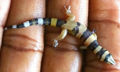 Sphaerodactylus torrei