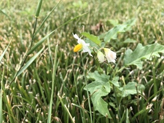 Solanum carolinense