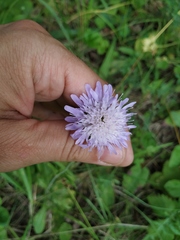 Knautia arvensis