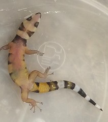 Sphaerodactylus torrei