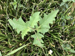 Solanum carolinense