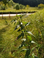 Lithospermum officinale