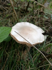 Leucoagaricus leucothites
