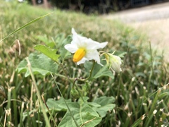 Solanum carolinense