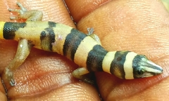 Sphaerodactylus torrei