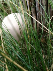 Leucoagaricus leucothites