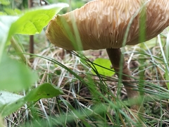 Leucoagaricus leucothites