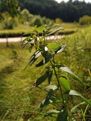 Lithospermum officinale