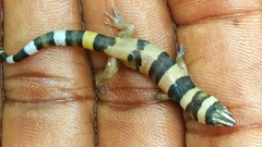 Sphaerodactylus torrei