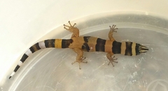 Sphaerodactylus torrei