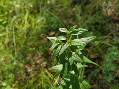 Lithospermum officinale