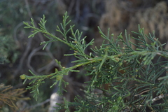 Juniperus deppeana zacatecensis