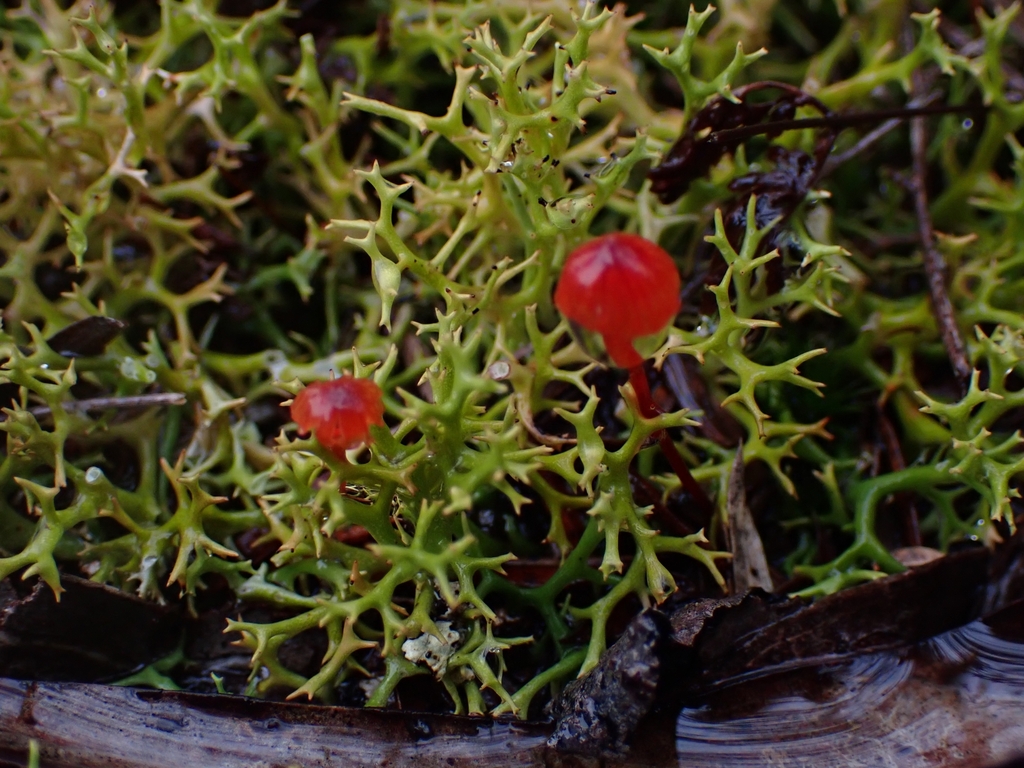 Ruby Bonnot ruby bonnet in March 2025 by Michelle Colpus · iNaturalist