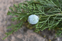 Juniperus deppeana zacatecensis