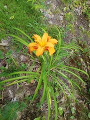 Hemerocallis fulva