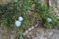 Juniperus deppeana zacatecensis