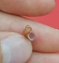 Tricolia pullus