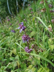 Salvia verticillata