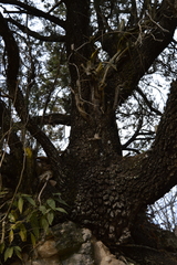Juniperus deppeana zacatecensis