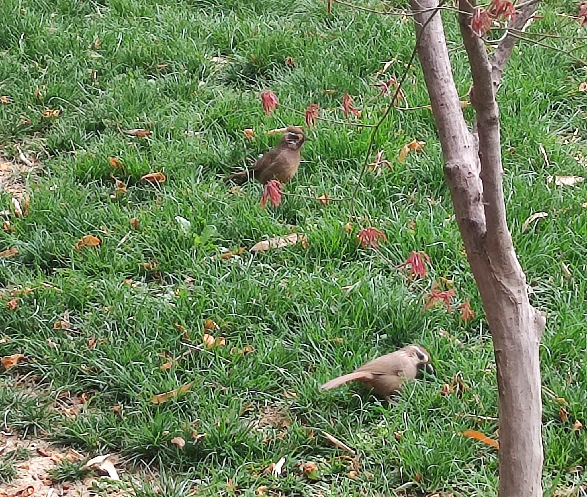 White-browed Laughingthrush
