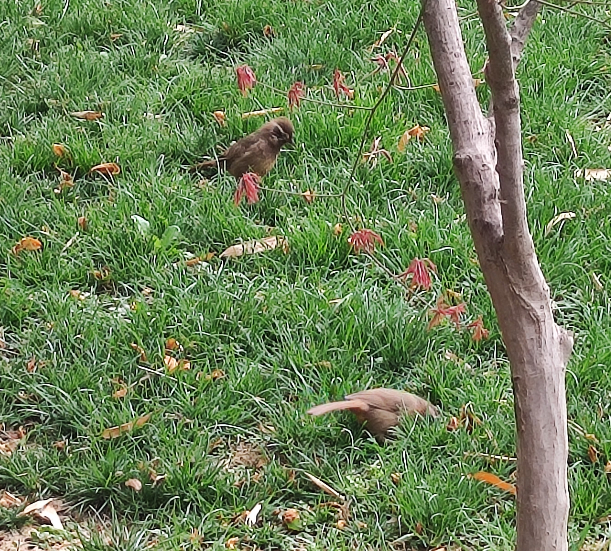 White-browed Laughingthrush