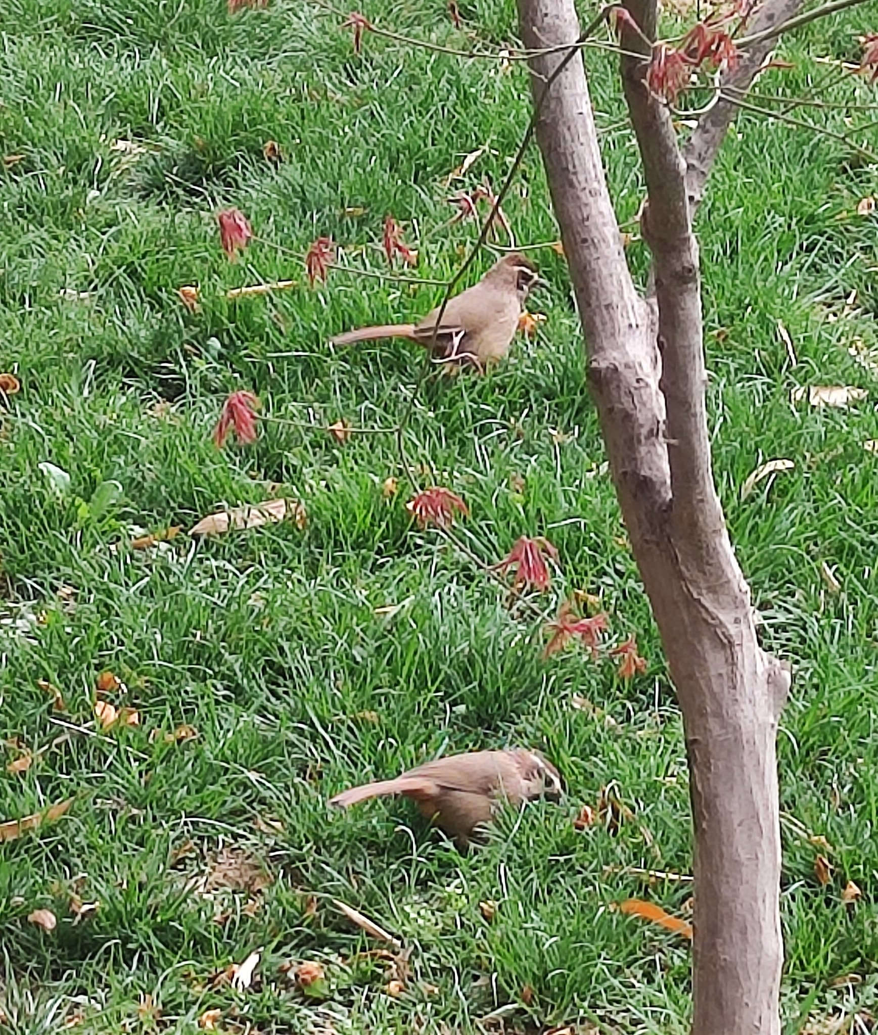 White-browed Laughingthrush