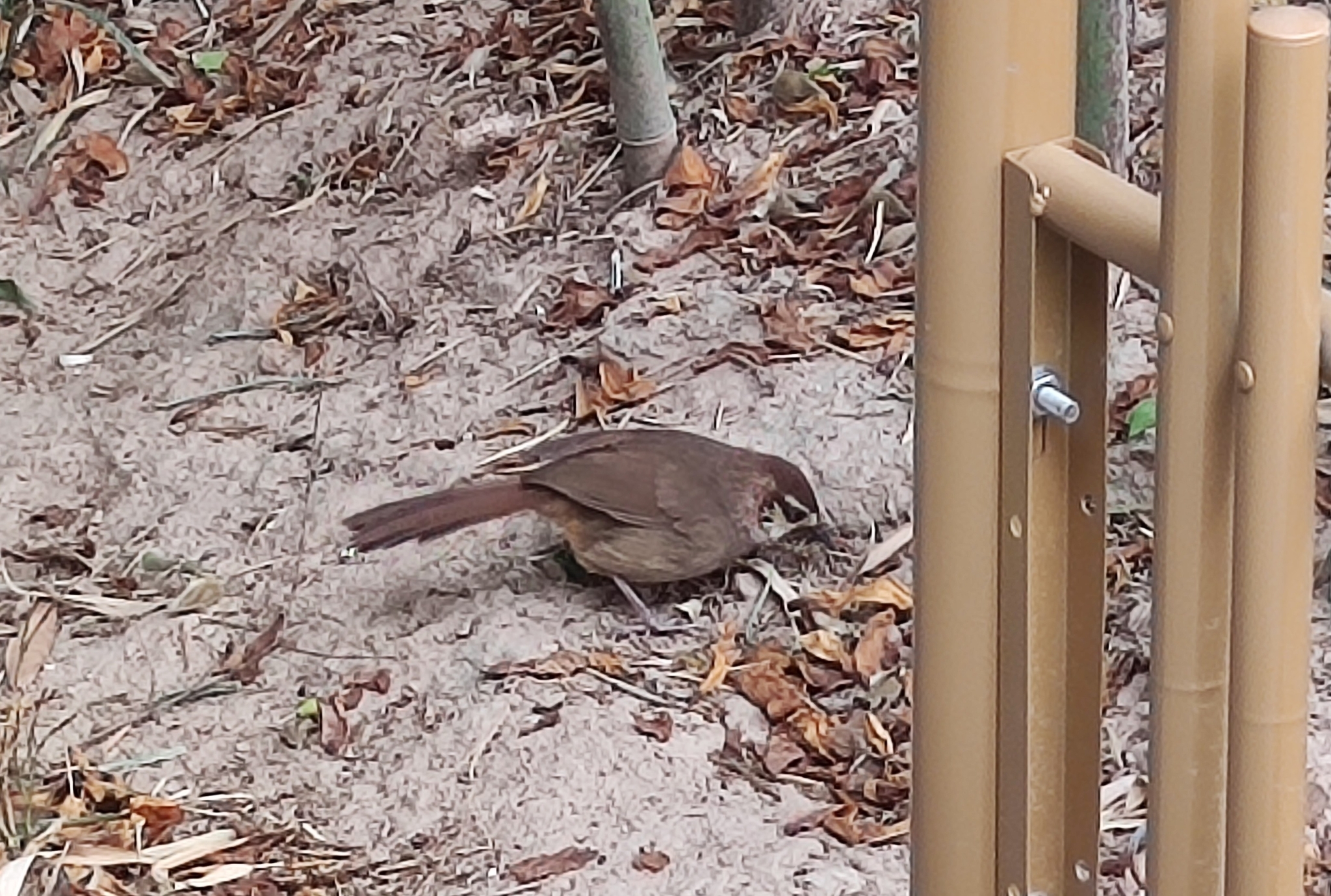 White-browed Laughingthrush