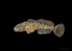 Coastal Riffle Sculpin photo 3