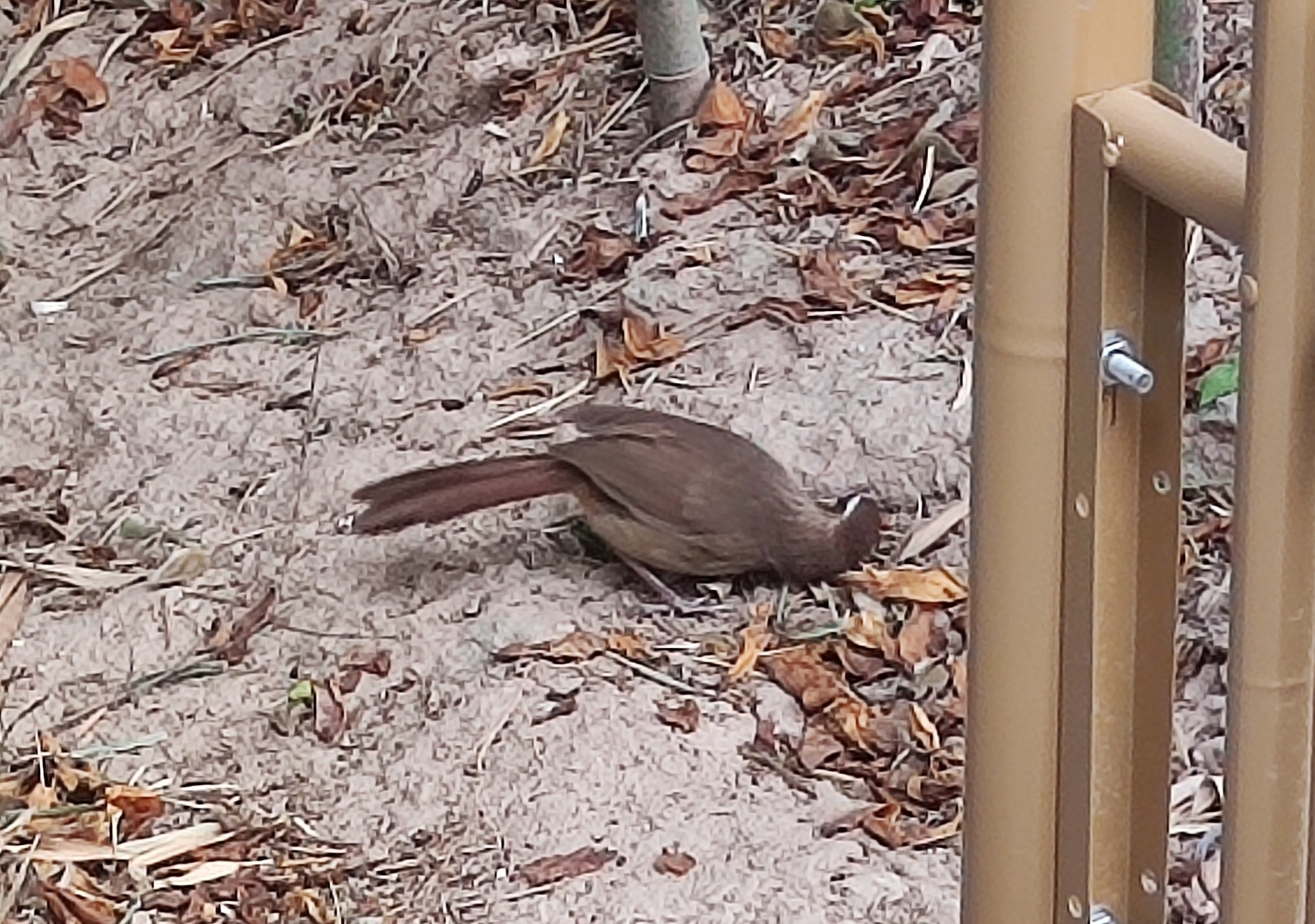 White-browed Laughingthrush