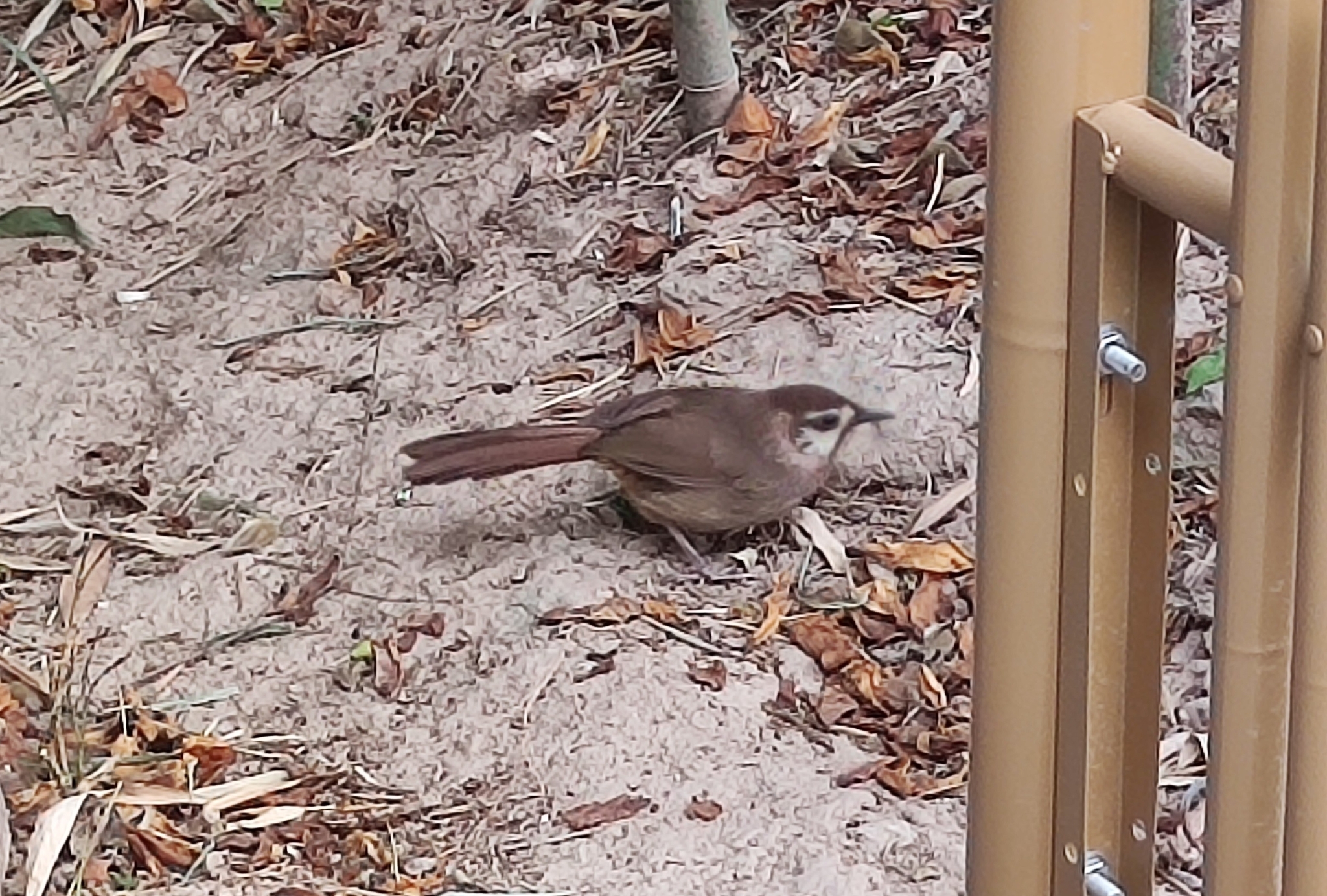 White-browed Laughingthrush