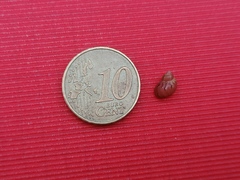 Tricolia pullus