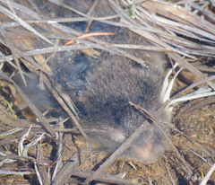 Microtus montanus